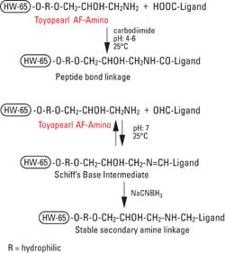 AFC_Amino_fig1_coupling.jpg