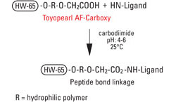 AFC_Carboxy_fig1_coupling.jpg